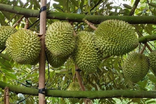 Giá sầu riêng hôm nay 16/1: Musang King đạt 118.000 đồng/kg, sầu Thái giữ giá cao