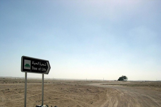 Bahrain: Bí ẩn cây Sự Sống 400 năm tồn tại giữa sa mạc không có sông