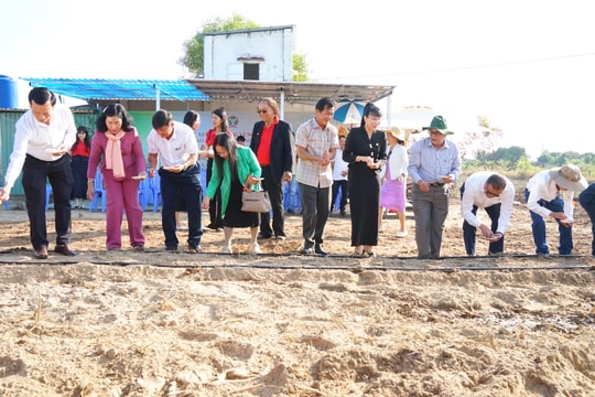 Lâm Đồng triển khai vùng trồng cao lương công nghệ cao tại Hàm Liêm