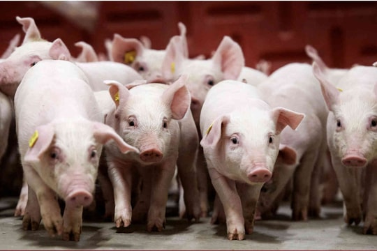Giá heo hơi hôm nay 17/1: Miền Bắc neo cao 76.000 đồng, miền Nam tiếp tục nhích giá