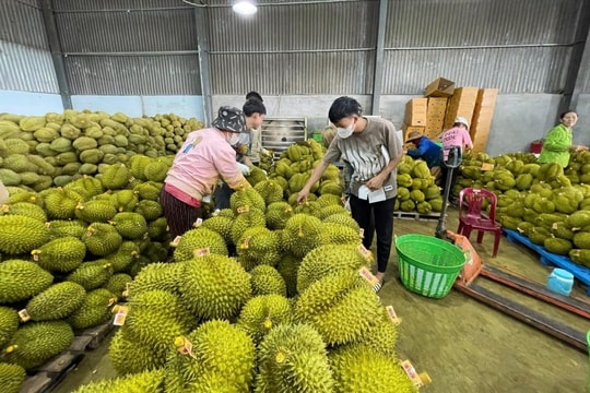 Nông nghiệp giữ vai trò trụ đỡ nền kinh tế