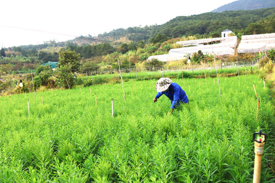 Chờ mùa rau, hoa tết bội thu