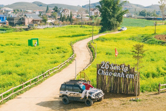 Mộc Châu: Sắc vàng hoa cải phủ kín cao nguyên những ngày cận Tết