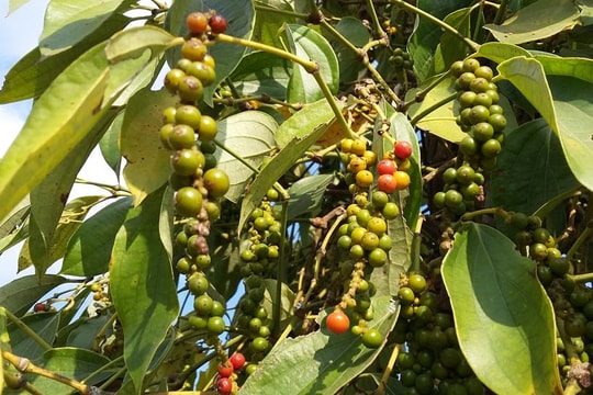 Giá tiêu hôm nay 19/1: Thị trường đi ngang, cao nhất 148.500 đồng/kg