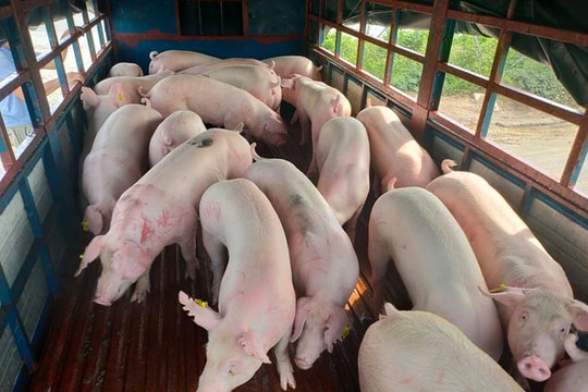 Giá heo hơi hôm nay 19/1: Miền Nam chạm mốc 72.000 đồng/kg, miền Bắc giữ đỉnh 75.000 đồng/kg