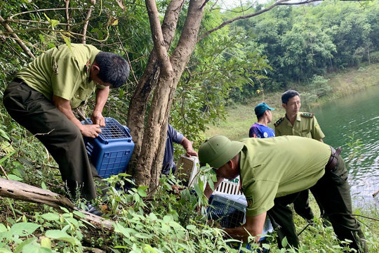 Lam Dong Enforces Protection of Wild Animals