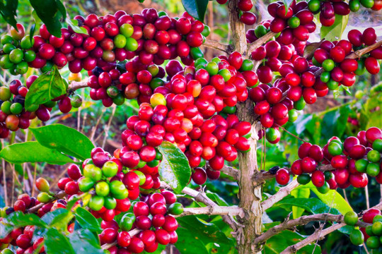 Cuộc hồi sinh của cà phê Arabica Cầu Đất