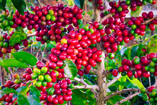 The Revival of Cau Dat Arabica Coffee