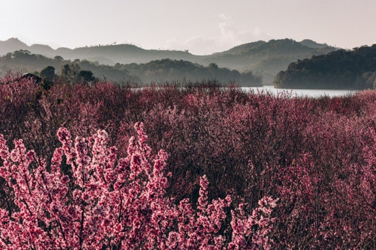 Điện Biên: Khám phá sắc hồng Sakura rực rỡ trên đảo hoa Pá Khoang