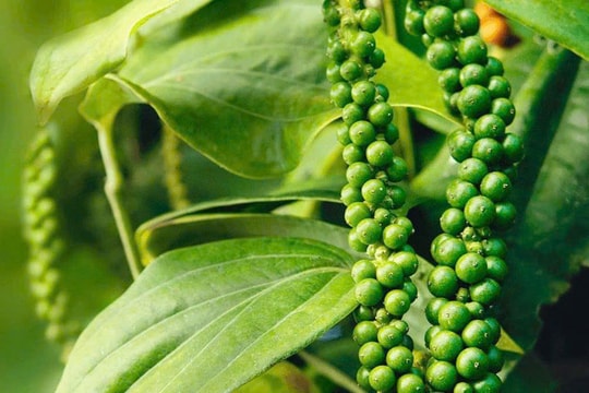 Giá hồ tiêu ngày 20/1: Trong nước giữ mốc 148.500 đồng/kg, thế giới đi ngang