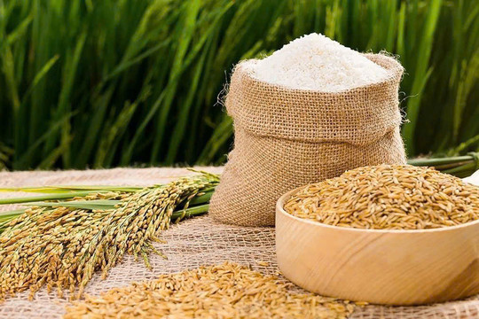 Giá lúa gạo hôm nay 20/1: Gạo xuất khẩu tăng 200 đồng/kg, thị trường lúa ổn định