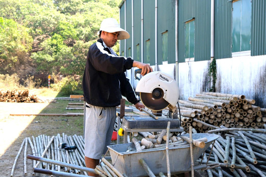 Từ tình yêu với cây tre tầm vông Đạ Tẻh
