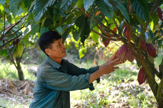 Hình thành vùng nguyên liệu ca cao ở Ðạ Tẻh 2