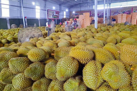 Giá sầu riêng hôm nay 21/1: Sầu Thái loại A giữ đỉnh 140.000 đồng/kg phục vụ xuất khẩu