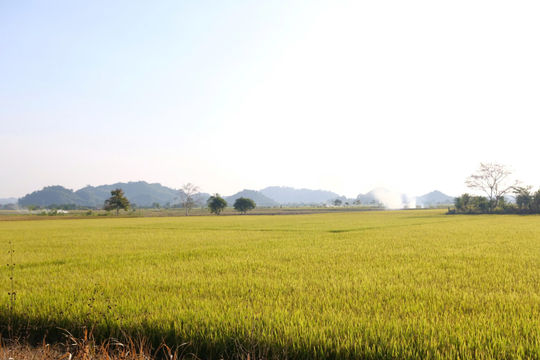 Mùa vàng sớm trên cánh đồng Đạ Tẻh