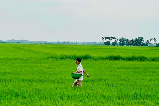 Kỳ vọng vụ lúa đông xuân bội thu