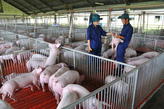 Giá heo hơi hôm nay 23/1: Miền Bắc chạm mốc 79.000 đồng/kg, cao nhất cả nước