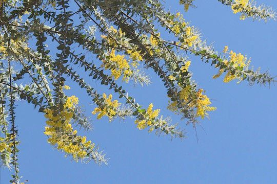 The Gentle Yellow of Mimosa