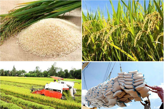 Giá lúa gạo hôm nay 25/1: Thị trường miền Tây đi ngang, giao dịch trầm lắng