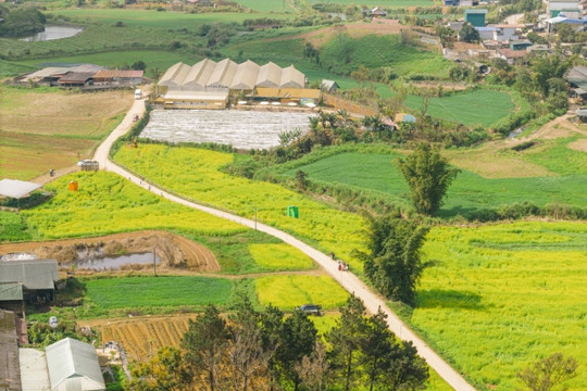 Mộc Châu: Check-in những cánh đồng hoa cải vàng rực rỡ rộng hàng chục hecta