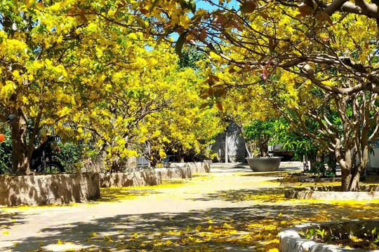 Tháng chạp về ở làng mai Hàm Hiệp