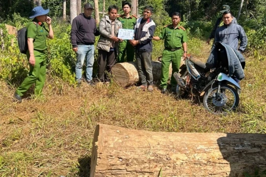 Bắt nhóm đối tượng cưa hạ 6 cây gỗ dổi trái phép
