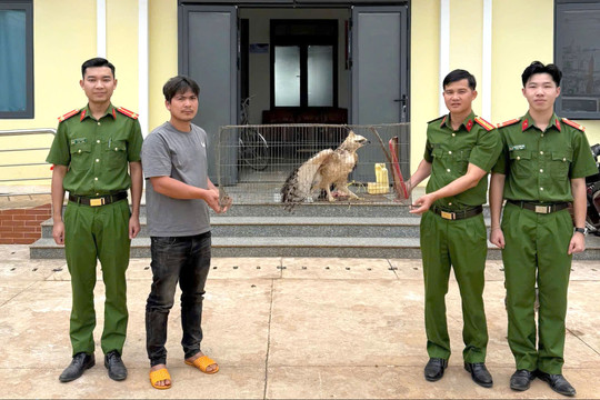 Người dân Lâm Đồng tự nguyện giao nộp chim đại bàng núi quý hiếm