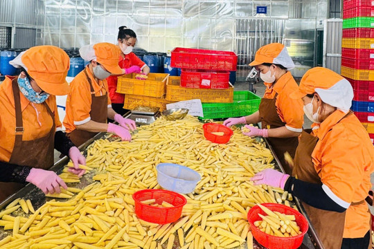 Hỗ trợ thanh niên khởi nghiệp bằng nhiều việc làm thiết thực
