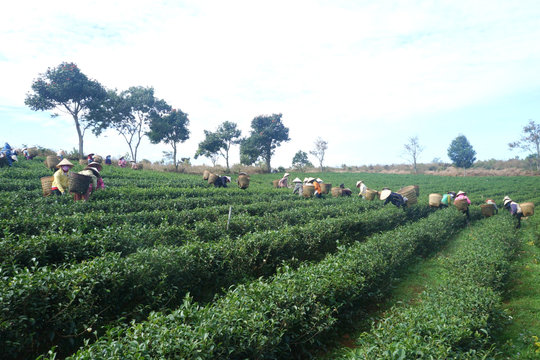 Định vị lại giá trị của trà