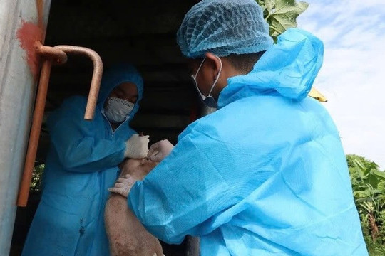 Khi nào hộ chăn nuôi được hỗ trợ do ảnh hưởng dịch bệnh?