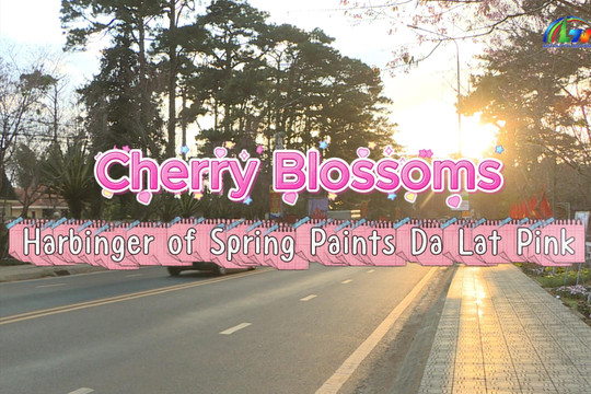 Cherry Blossoms – Harbinger of Spring Paints Da Lat Pink