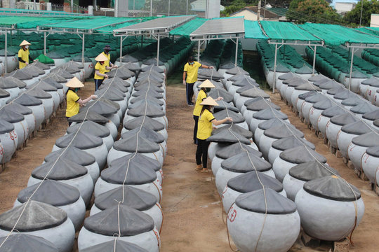 Đề nghị đưa “Nghề nước nắm truyền thống Phan Thiết” vào di sản văn hóa phi vật thể quốc gia