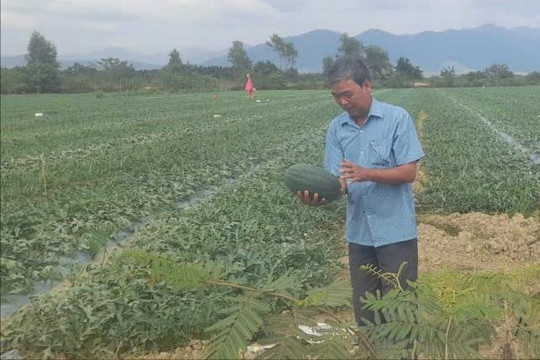 Ngọt ngào dưa hấu ven sông La Ngà