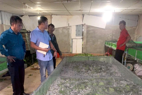 Triển vọng chuỗi liên kết tằm - tre