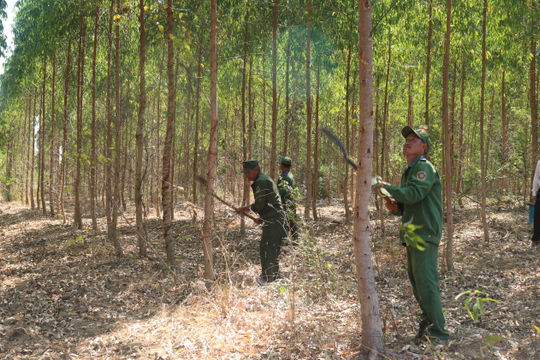 Rừng trồng tái sinh trên vùng đất lán sạn