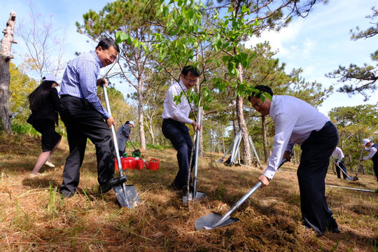 Phường Lâm Viên - Đà Lạt hưởng ứng Lễ hội Mai anh đào Đà Lạt năm 2026