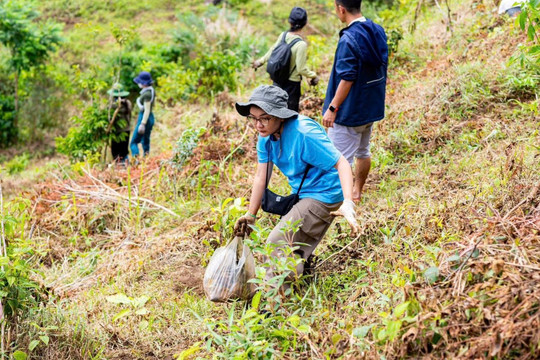 Lâm Đồng đẩy mạnh trồng, phát triển rừng bền vững