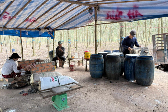 “Sức mạnh” cây cao su ở Trà Tân