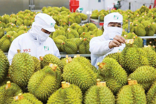Giá sầu riêng hôm nay 3/2: Sầu Thái loại A neo ở mức 145.000 đồng/kg