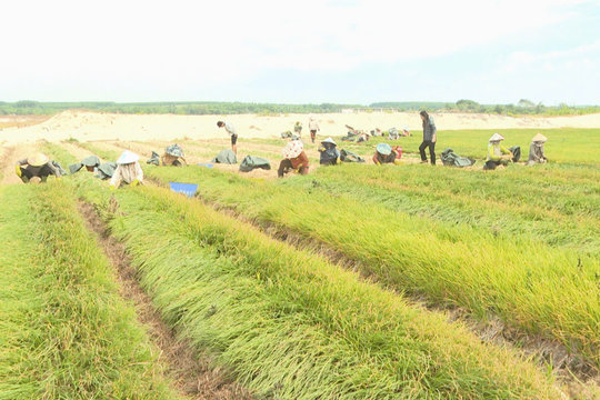 Tết này, dân trồng kiệu Sơn Mỹ thu tiền tỷ