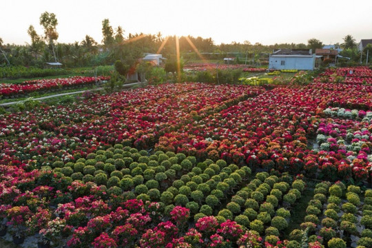Phú Sơn, Vĩnh Long: Khám phá vương quốc hoa giấy rực rỡ sắc màu trải dài 2km dịp cận Tết