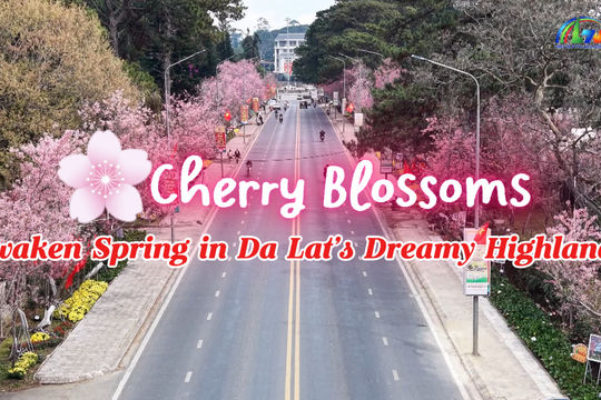 Cherry Blossoms Awaken Spring in Da Lat’s Dreamy Highlands