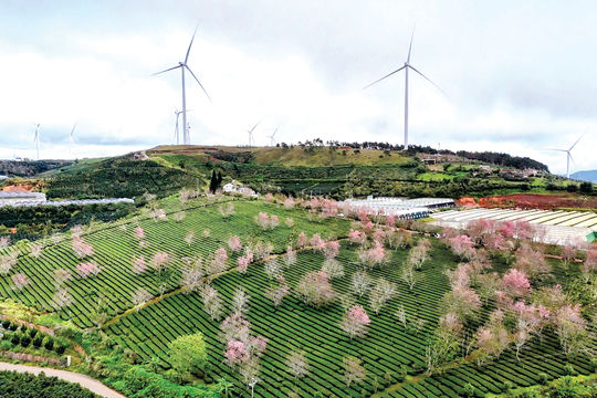 Spring Winds Power a New Growth Engine in Lam Dong