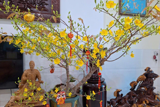 Sắc xuân mai rừng từ truyền thuyết đến đời sống