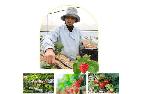 Ethnic Minority Youth in Lam Dong Pursue High-Tech Agriculture