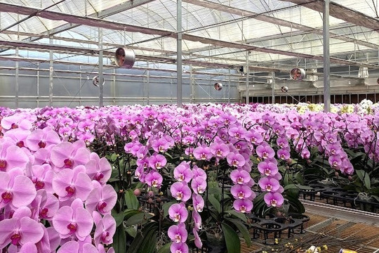 Lam Dong Phalaenopsis Orchids Maintain a Firm Foothold in Tet Flower Market
