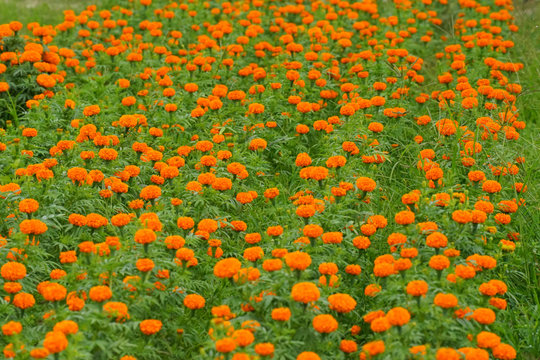 Eastern Lam Dong farmers rush to tend Tet flowers