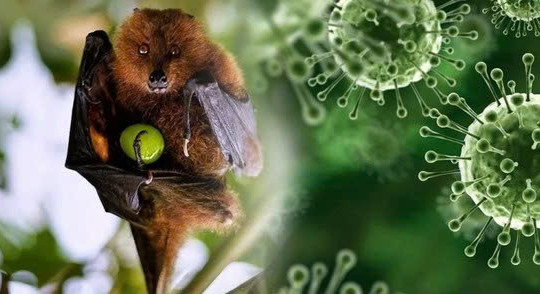 Ấn Độ ghi nhận ca tử vong do virus Nipah