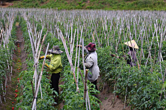 Da Lat - Lam Dong Farmers Return to Fields After Tet
