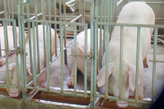 Heo hơi tăng giá, bù đắp cho người nuôi